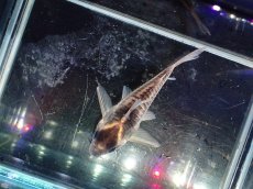 画像3: 【淡水魚】【通販】大特価 No6 コリドラス スーパーパラレルス ワイルド【個体販売】(±6cm)（コリドラス）（生体）（熱帯魚）NKCR (3)