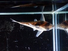 画像3: 【淡水魚】【通販】大特価 No8 コリドラス スーパーパラレルス ワイルド【個体販売】(±6cm)（コリドラス）（生体）（熱帯魚）NKCR (3)