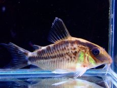 画像2: 【淡水魚】【通販】爆安 超激レア コリドラス ロングノーズ エヴェリナエ ワイルド【個体販売】(±6cm)（コリドラス）（生体）（熱帯魚）NKCR (2)