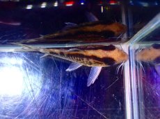 画像3: 【淡水魚】【通販】爆安 超激レア コリドラス ロングノーズ エヴェリナエ ワイルド【個体販売】(±6cm)（コリドラス）（生体）（熱帯魚）NKCR (3)