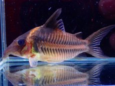 画像1: 【淡水魚】【通販】爆安 激レア コリドラス ブラックシャドービファシアータス ワイルド【個体販売】(±7.5cm)（コリドラス）（生体）（熱帯魚）NKCR (1)