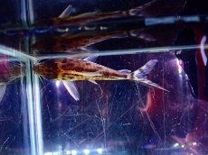 画像3: 【淡水魚】【通販】爆安 上物個体 コリドラス スーパープルケール ワイルド【個体販売】(±7cm)（コリドラス）（生体）（熱帯魚）NKCR (3)