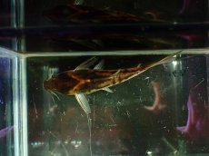 画像3: 【淡水魚】【通販】爆安 No3 コリドラス ビファシアータス タパジョス産 ワイルド【個体販売】(±7.5cm)（生体）（熱帯魚）NKCR (3)