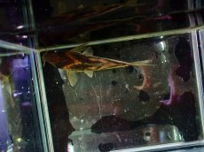 画像3: 【淡水魚】【通販】爆安 No10 コリドラス ビファシアータス タパジョス産 ワイルド【個体販売】(±7cm)（生体）（熱帯魚）NKCR (3)