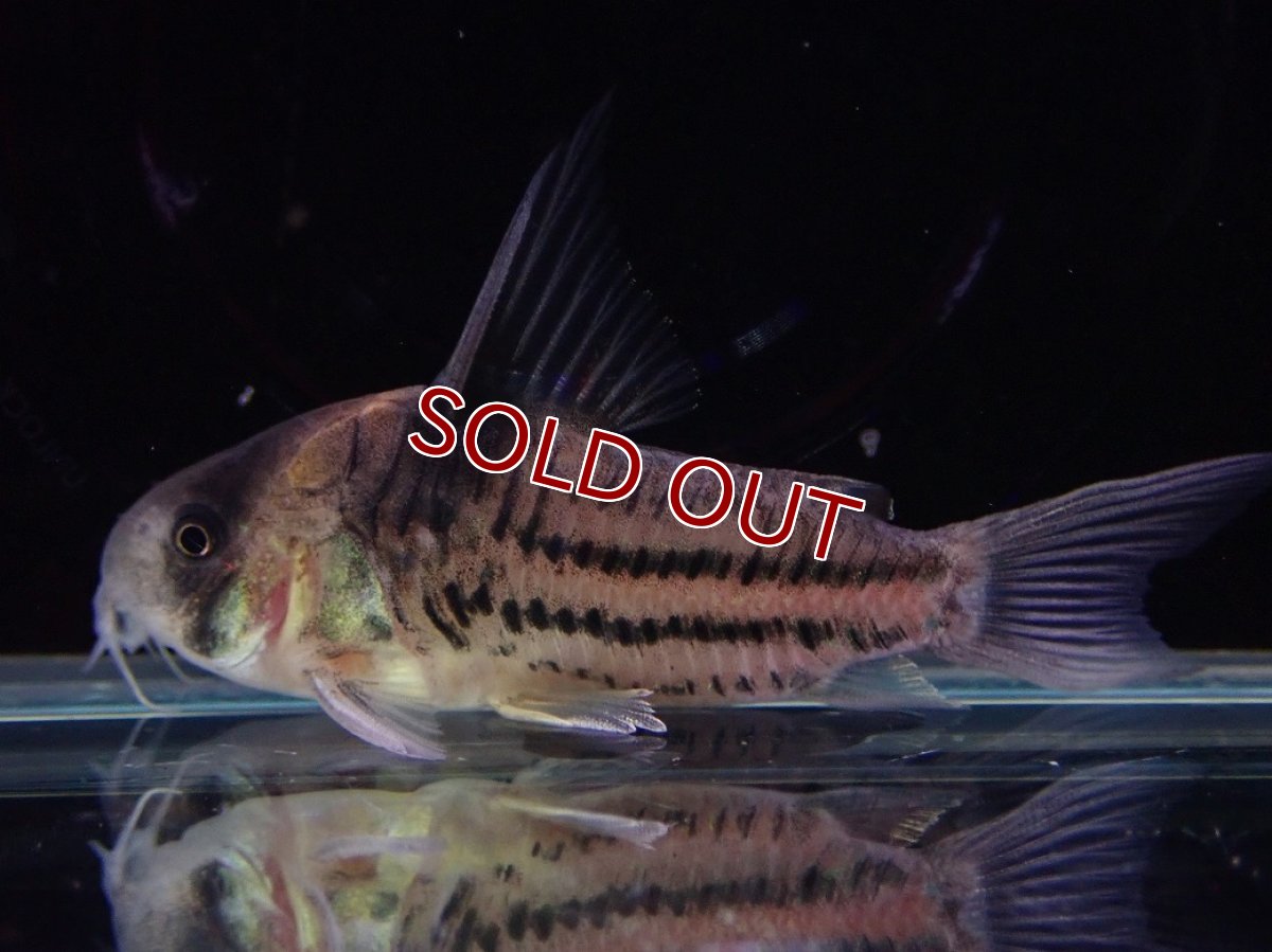 画像2: 【淡水魚】【通販】ペア販売 No1 コリドラス コルレア【１ペア 個体販売】(±5cm)(コルレア)(生体)(熱帯魚)NKCR (2)