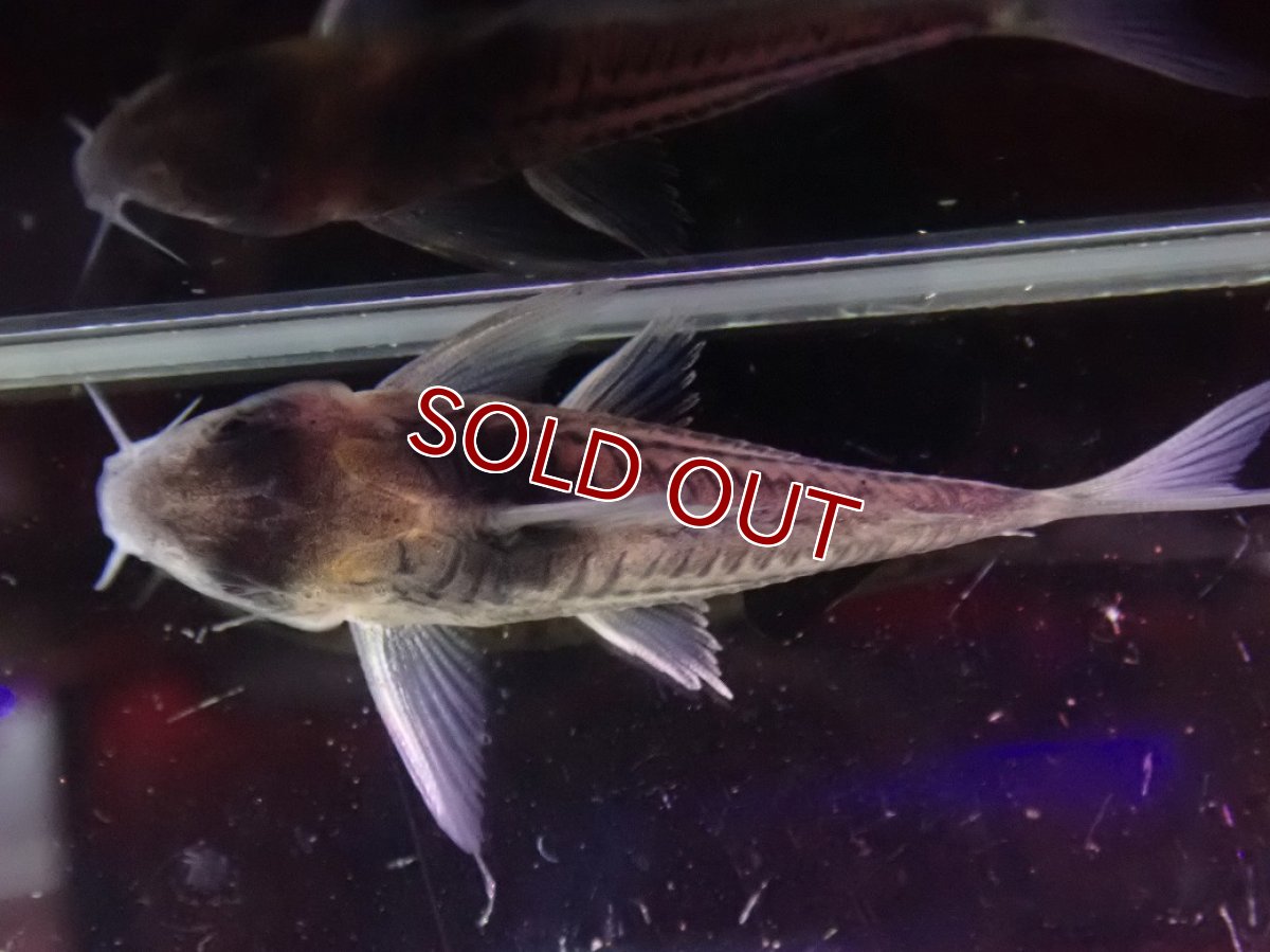 画像3: 【淡水魚】【通販】ペア販売 No1 コリドラス コルレア【１ペア 個体販売】(±5cm)(コルレア)(生体)(熱帯魚)NKCR (3)