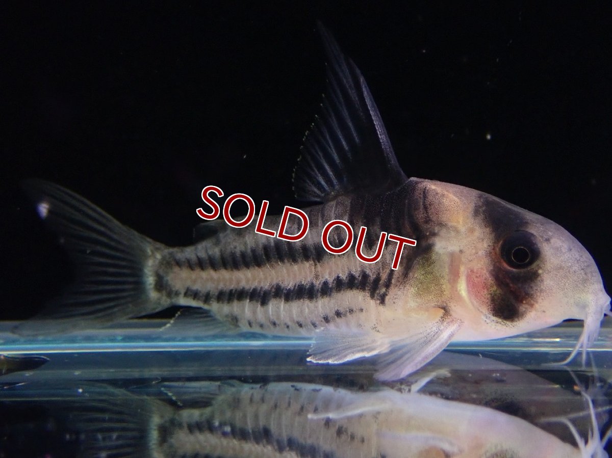 画像4: 【淡水魚】【通販】ペア販売 No1 コリドラス コルレア【１ペア 個体販売】(±5cm)(コルレア)(生体)(熱帯魚)NKCR (4)