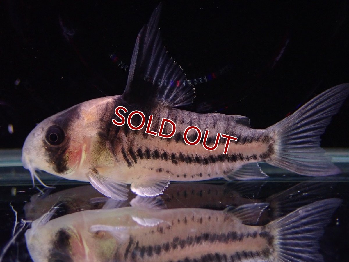 画像5: 【淡水魚】【通販】ペア販売 No1 コリドラス コルレア【１ペア 個体販売】(±5cm)(コルレア)(生体)(熱帯魚)NKCR (5)