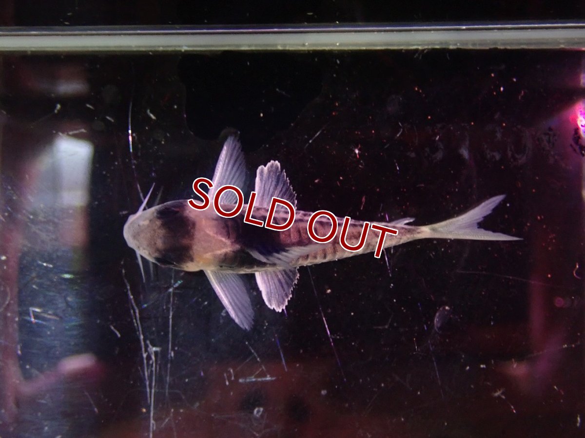 画像6: 【淡水魚】【通販】ペア販売 No1 コリドラス コルレア【１ペア 個体販売】(±5cm)(コルレア)(生体)(熱帯魚)NKCR (6)