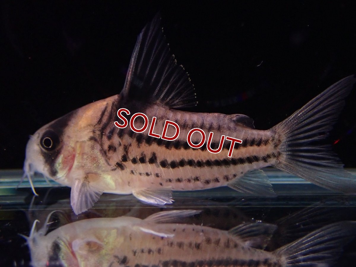 画像2: 【淡水魚】【通販】ペア販売 No2 コリドラス コルレア【１ペア 個体販売】(±4-5cm)(コルレア)(生体)(熱帯魚)NKCR (2)