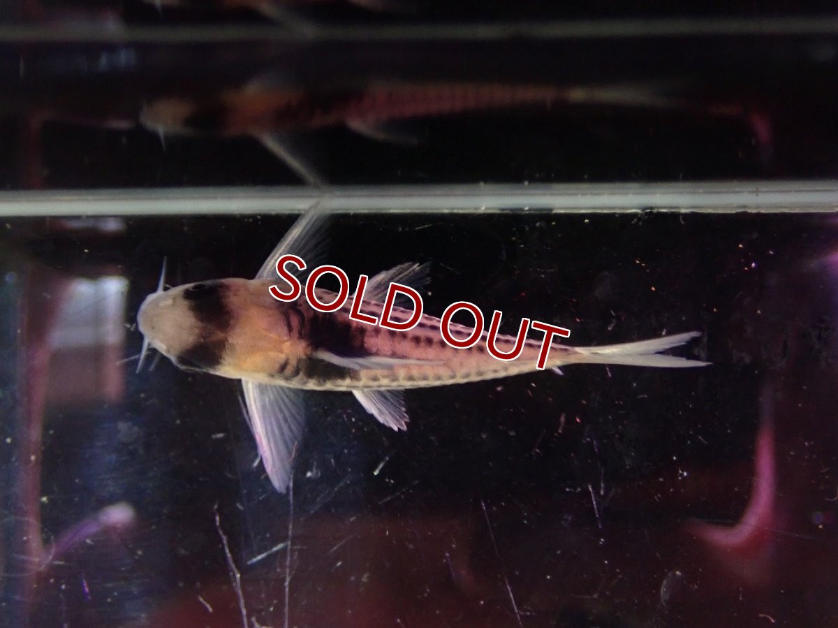 画像3: 【淡水魚】【通販】ペア販売 No2 コリドラス コルレア【１ペア 個体販売】(±4-5cm)(コルレア)(生体)(熱帯魚)NKCR (3)