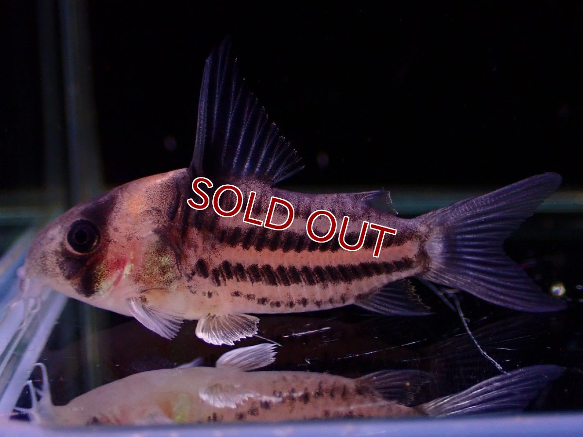 画像4: 【淡水魚】【通販】ペア販売 No2 コリドラス コルレア【１ペア 個体販売】(±4-5cm)(コルレア)(生体)(熱帯魚)NKCR (4)