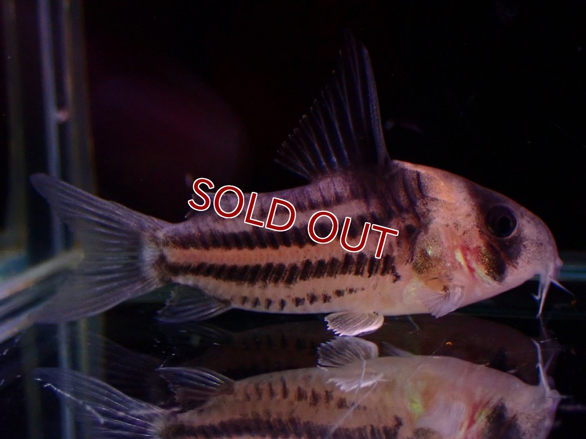 画像5: 【淡水魚】【通販】ペア販売 No2 コリドラス コルレア【１ペア 個体販売】(±4-5cm)(コルレア)(生体)(熱帯魚)NKCR (5)