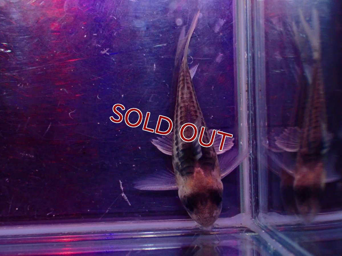 画像6: 【淡水魚】【通販】ペア販売 No2 コリドラス コルレア【１ペア 個体販売】(±4-5cm)(コルレア)(生体)(熱帯魚)NKCR (6)