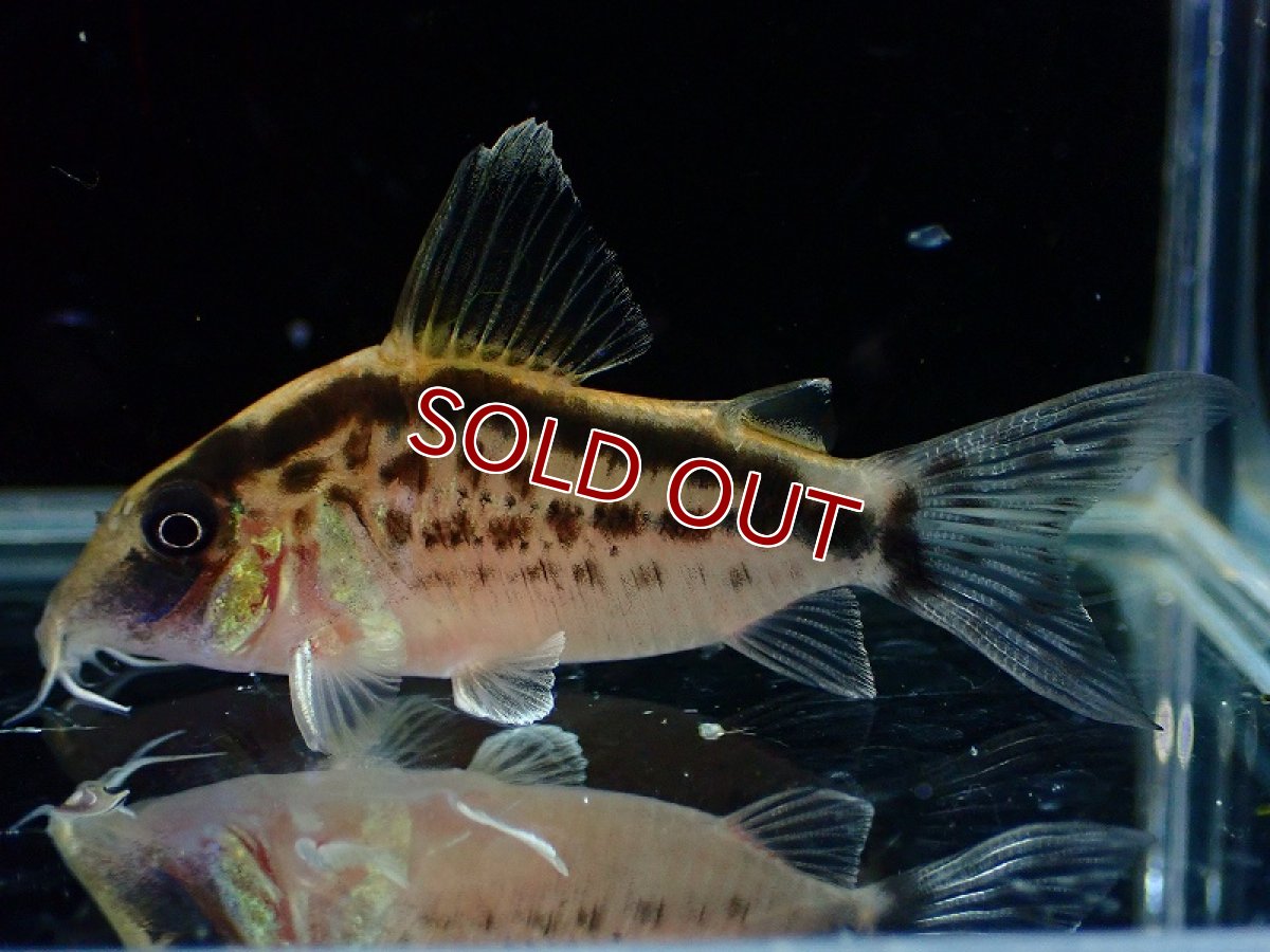 画像1: 【30%OFF対象商品30周年セール 淡水魚】【淡水魚】【通販】今回限定爆安 No1 コリドラス ロングノーズ エヴェリナエ ワイルド【個体販売】(±5.5cm)(コリドラス)(生体)(熱帯魚)NKCR (1)
