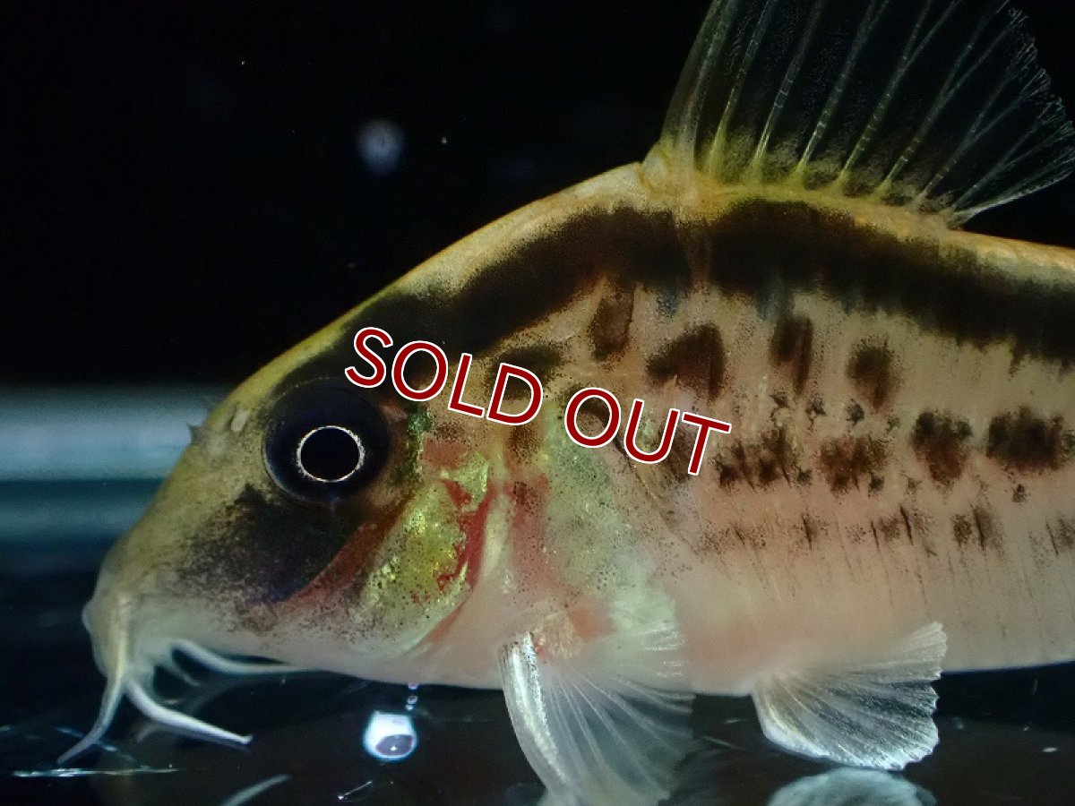 画像2: 【30%OFF対象商品30周年セール 淡水魚】【淡水魚】【通販】今回限定爆安 No1 コリドラス ロングノーズ エヴェリナエ ワイルド【個体販売】(±5.5cm)(コリドラス)(生体)(熱帯魚)NKCR (2)