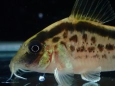 画像2: 【淡水魚】【通販】No1 コリドラス ロングノーズ エヴェリナエ ワイルド【個体販売】(±5.5cm)(コリドラス)(生体)(熱帯魚)NKCR (2)