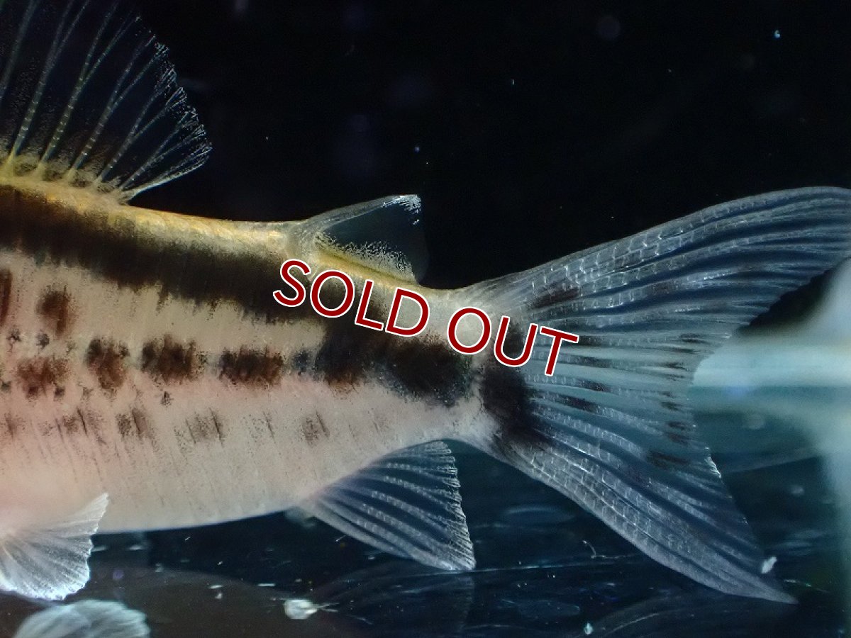 画像3: 【30%OFF対象商品30周年セール 淡水魚】【淡水魚】【通販】今回限定爆安 No1 コリドラス ロングノーズ エヴェリナエ ワイルド【個体販売】(±5.5cm)(コリドラス)(生体)(熱帯魚)NKCR (3)
