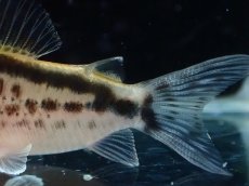 画像3: 【淡水魚】【通販】No1 コリドラス ロングノーズ エヴェリナエ ワイルド【個体販売】(±5.5cm)(コリドラス)(生体)(熱帯魚)NKCR (3)