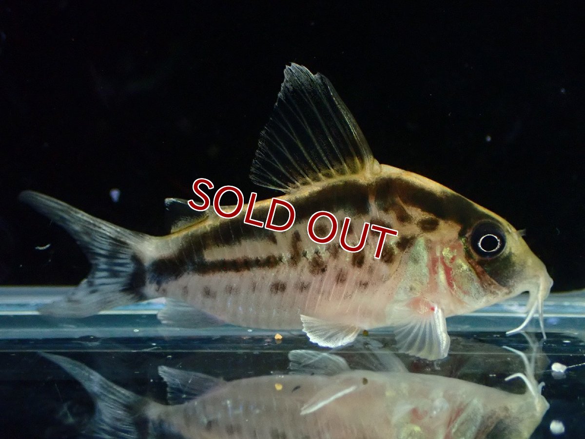 画像4: 【30%OFF対象商品30周年セール 淡水魚】【淡水魚】【通販】今回限定爆安 No1 コリドラス ロングノーズ エヴェリナエ ワイルド【個体販売】(±5.5cm)(コリドラス)(生体)(熱帯魚)NKCR (4)