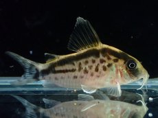 画像4: 【淡水魚】【通販】No1 コリドラス ロングノーズ エヴェリナエ ワイルド【個体販売】(±5.5cm)(コリドラス)(生体)(熱帯魚)NKCR (4)