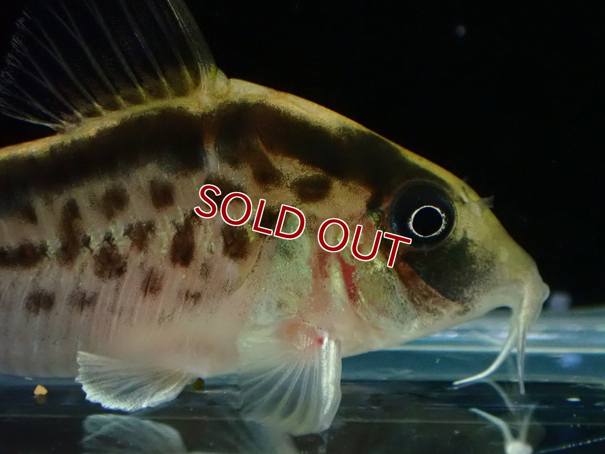 画像5: 【30%OFF対象商品30周年セール 淡水魚】【淡水魚】【通販】今回限定爆安 No1 コリドラス ロングノーズ エヴェリナエ ワイルド【個体販売】(±5.5cm)(コリドラス)(生体)(熱帯魚)NKCR (5)