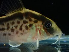 画像5: 【淡水魚】【通販】No1 コリドラス ロングノーズ エヴェリナエ ワイルド【個体販売】(±5.5cm)(コリドラス)(生体)(熱帯魚)NKCR (5)