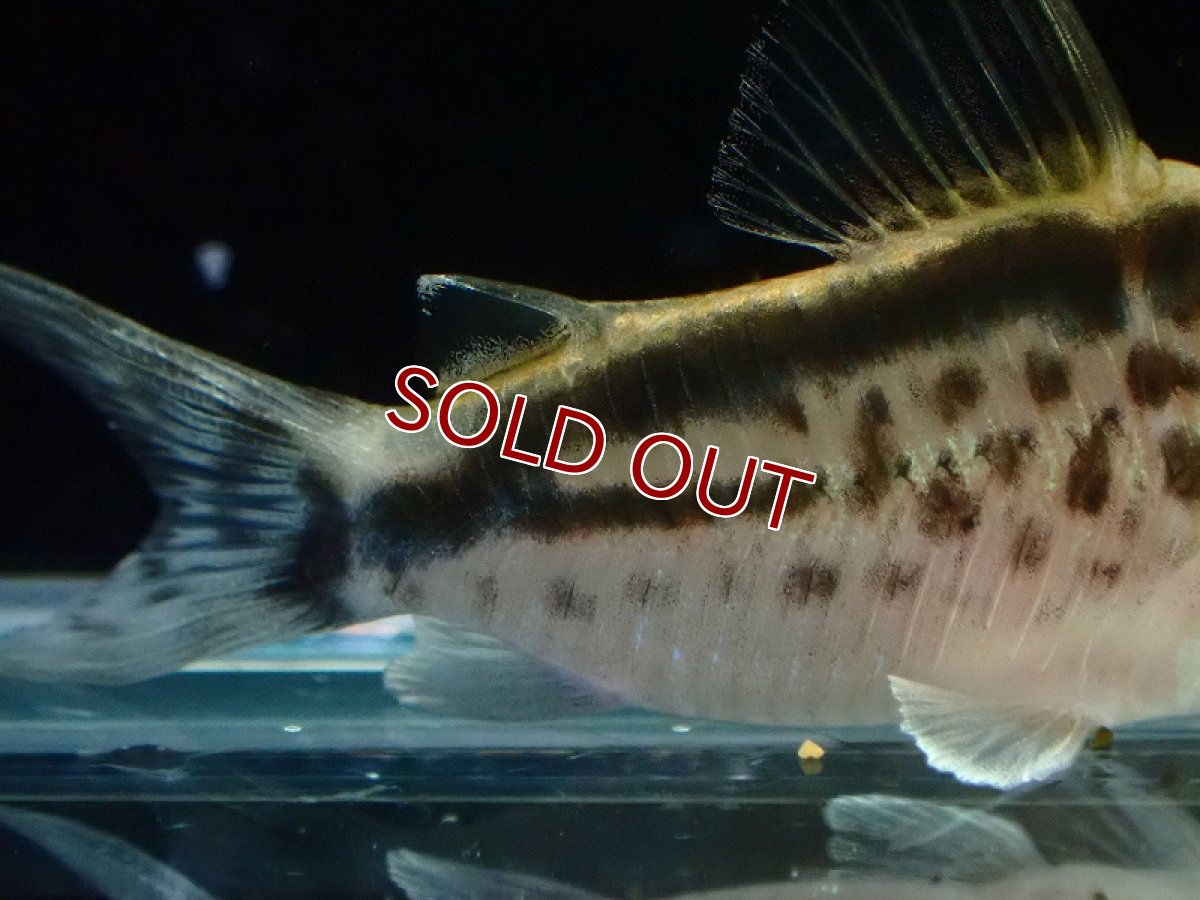 画像6: 【30%OFF対象商品30周年セール 淡水魚】【淡水魚】【通販】今回限定爆安 No1 コリドラス ロングノーズ エヴェリナエ ワイルド【個体販売】(±5.5cm)(コリドラス)(生体)(熱帯魚)NKCR (6)