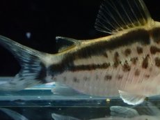 画像6: 【淡水魚】【通販】No1 コリドラス ロングノーズ エヴェリナエ ワイルド【個体販売】(±5.5cm)(コリドラス)(生体)(熱帯魚)NKCR (6)