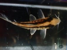 画像7: 【淡水魚】【通販】No1 コリドラス ロングノーズ エヴェリナエ ワイルド【個体販売】(±5.5cm)(コリドラス)(生体)(熱帯魚)NKCR (7)