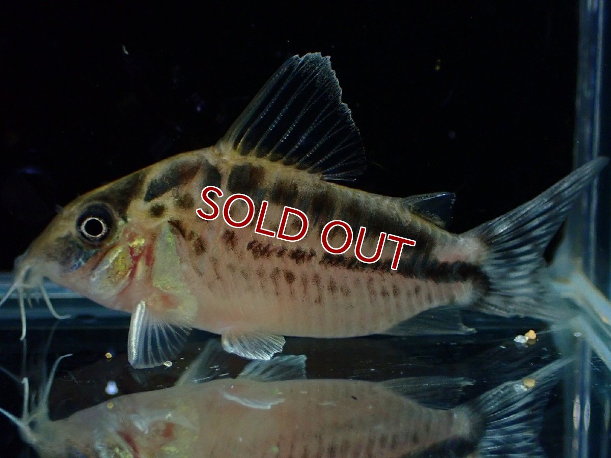 画像1: 【30%OFF対象商品30周年セール 淡水魚】【淡水魚】【通販】今回限定爆安 No2 コリドラス ロングノーズ エヴェリナエ ワイルド【個体販売】(±5.5cm)(コリドラス)(生体)(熱帯魚)NKCR (1)