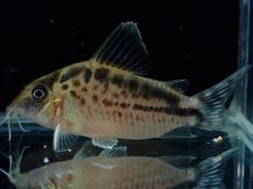 画像1: 【淡水魚】【通販】No2 コリドラス ロングノーズ エヴェリナエ ワイルド【個体販売】(±5.5cm)(コリドラス)(生体)(熱帯魚)NKCR (1)