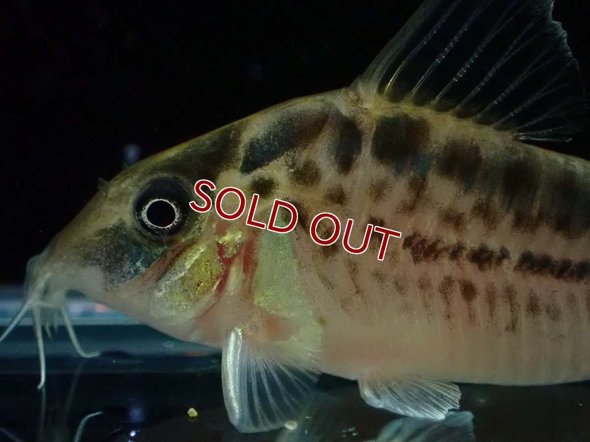 画像2: 【30%OFF対象商品30周年セール 淡水魚】【淡水魚】【通販】今回限定爆安 No2 コリドラス ロングノーズ エヴェリナエ ワイルド【個体販売】(±5.5cm)(コリドラス)(生体)(熱帯魚)NKCR (2)