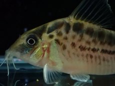 画像2: 【淡水魚】【通販】No2 コリドラス ロングノーズ エヴェリナエ ワイルド【個体販売】(±5.5cm)(コリドラス)(生体)(熱帯魚)NKCR (2)