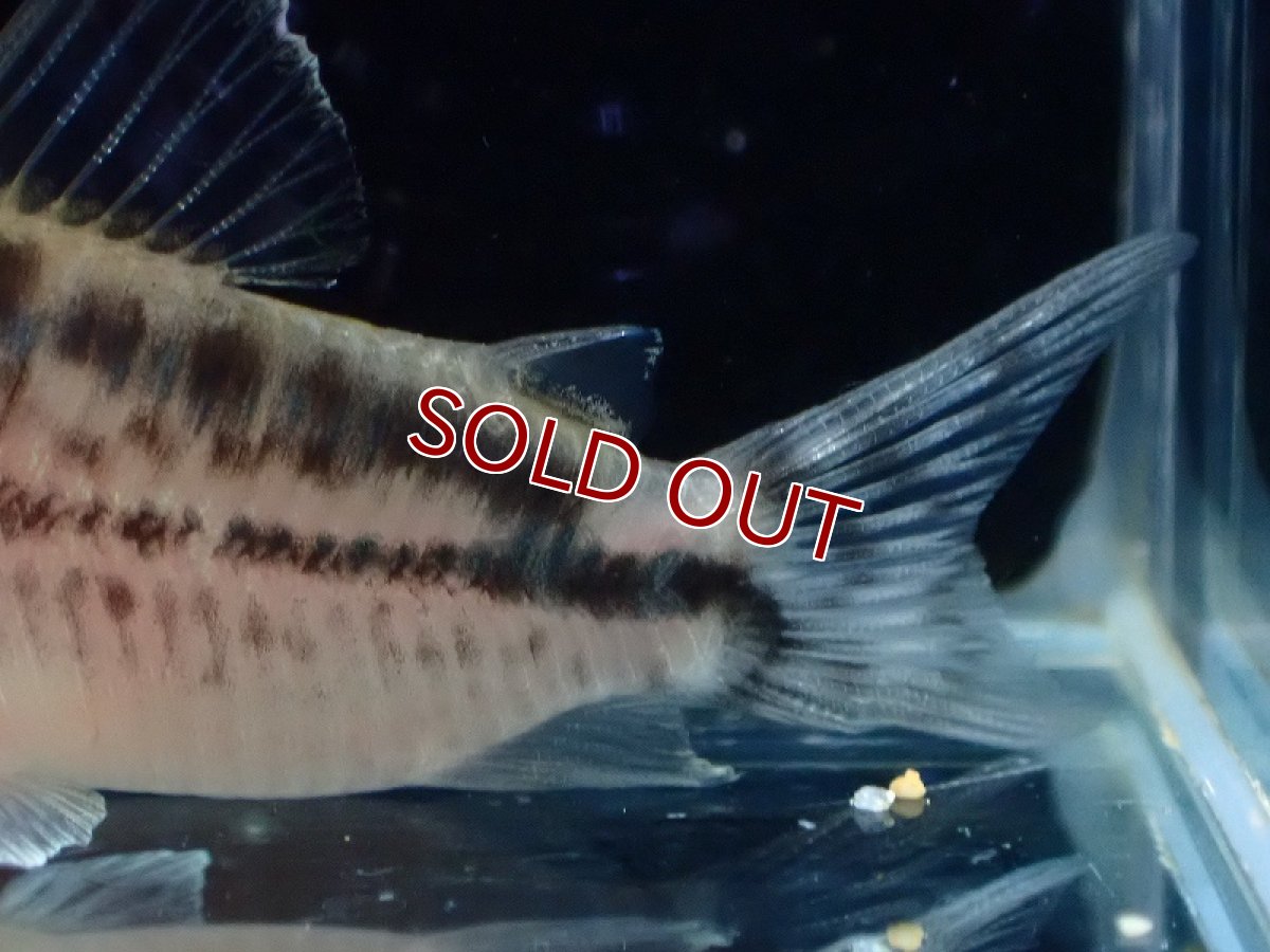 画像3: 【30%OFF対象商品30周年セール 淡水魚】【淡水魚】【通販】今回限定爆安 No2 コリドラス ロングノーズ エヴェリナエ ワイルド【個体販売】(±5.5cm)(コリドラス)(生体)(熱帯魚)NKCR (3)