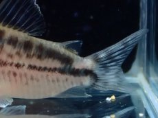 画像3: 【淡水魚】【通販】No2 コリドラス ロングノーズ エヴェリナエ ワイルド【個体販売】(±5.5cm)(コリドラス)(生体)(熱帯魚)NKCR (3)