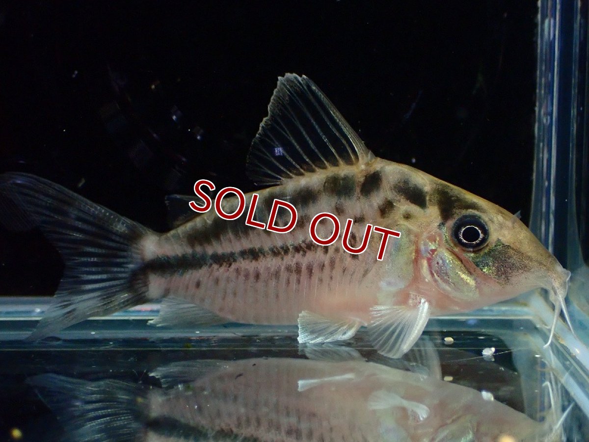 画像4: 【30%OFF対象商品30周年セール 淡水魚】【淡水魚】【通販】今回限定爆安 No2 コリドラス ロングノーズ エヴェリナエ ワイルド【個体販売】(±5.5cm)(コリドラス)(生体)(熱帯魚)NKCR (4)