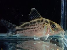 画像4: 【淡水魚】【通販】No2 コリドラス ロングノーズ エヴェリナエ ワイルド【個体販売】(±5.5cm)(コリドラス)(生体)(熱帯魚)NKCR (4)