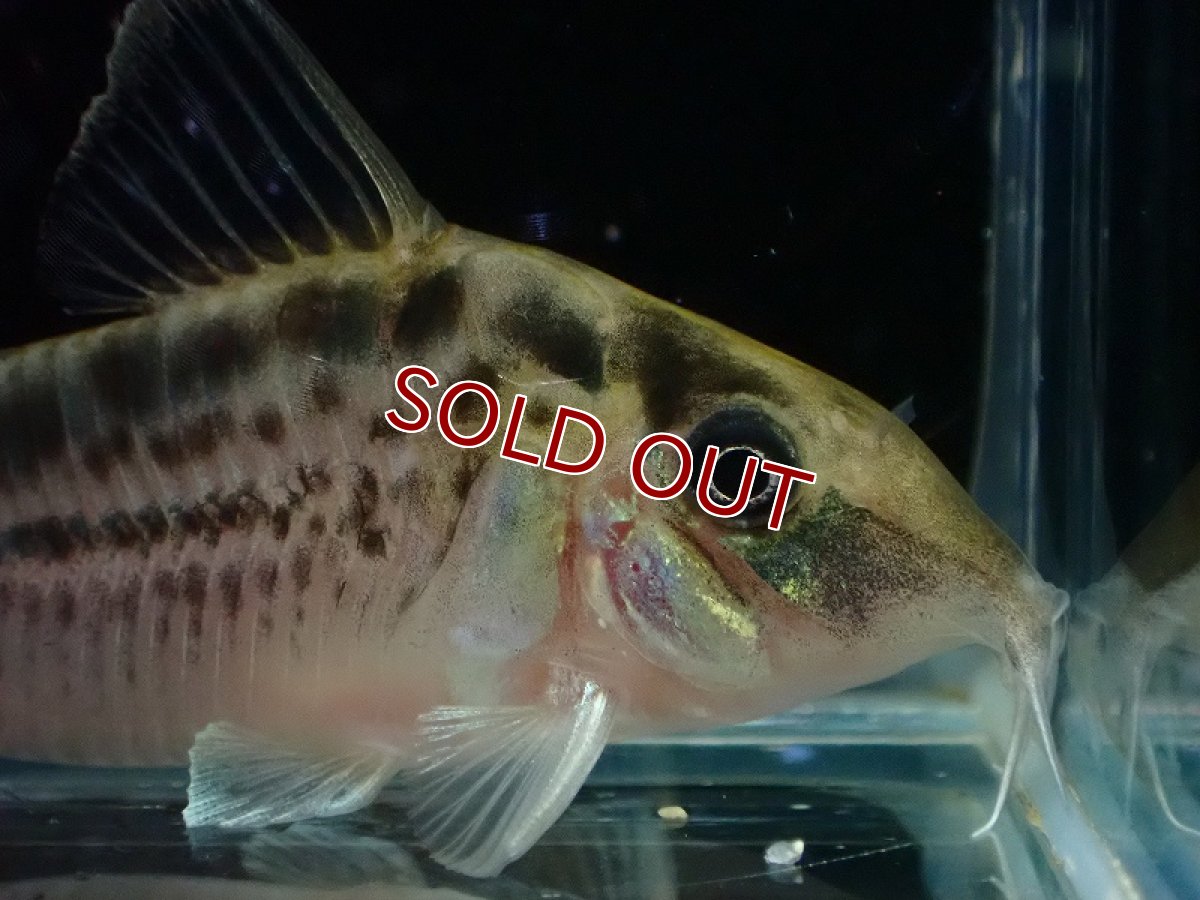 画像5: 【30%OFF対象商品30周年セール 淡水魚】【淡水魚】【通販】今回限定爆安 No2 コリドラス ロングノーズ エヴェリナエ ワイルド【個体販売】(±5.5cm)(コリドラス)(生体)(熱帯魚)NKCR (5)