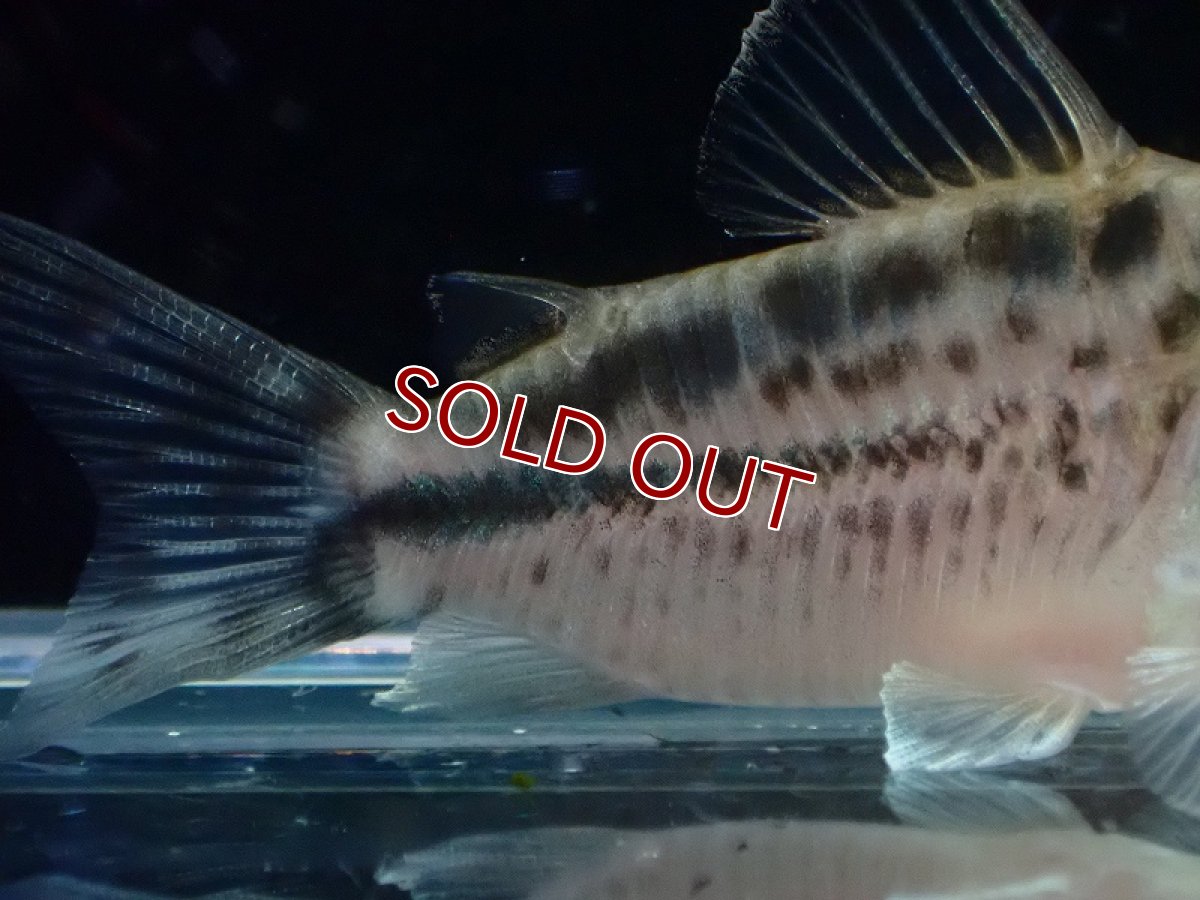 画像6: 【30%OFF対象商品30周年セール 淡水魚】【淡水魚】【通販】今回限定爆安 No2 コリドラス ロングノーズ エヴェリナエ ワイルド【個体販売】(±5.5cm)(コリドラス)(生体)(熱帯魚)NKCR (6)