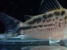 画像6: 【淡水魚】【通販】No2 コリドラス ロングノーズ エヴェリナエ ワイルド【個体販売】(±5.5cm)(コリドラス)(生体)(熱帯魚)NKCR (6)