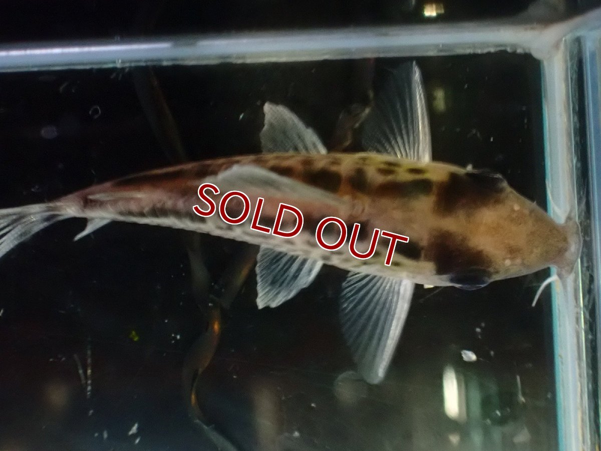 画像7: 【30%OFF対象商品30周年セール 淡水魚】【淡水魚】【通販】今回限定爆安 No2 コリドラス ロングノーズ エヴェリナエ ワイルド【個体販売】(±5.5cm)(コリドラス)(生体)(熱帯魚)NKCR (7)