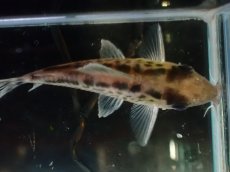 画像7: 【淡水魚】【通販】No2 コリドラス ロングノーズ エヴェリナエ ワイルド【個体販売】(±5.5cm)(コリドラス)(生体)(熱帯魚)NKCR (7)