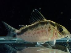 画像1: 【淡水魚】【通販】No3 コリドラス ロングノーズ エヴェリナエ ワイルド【個体販売】(±5.5cm)(コリドラス)(生体)(熱帯魚)NKCR (1)