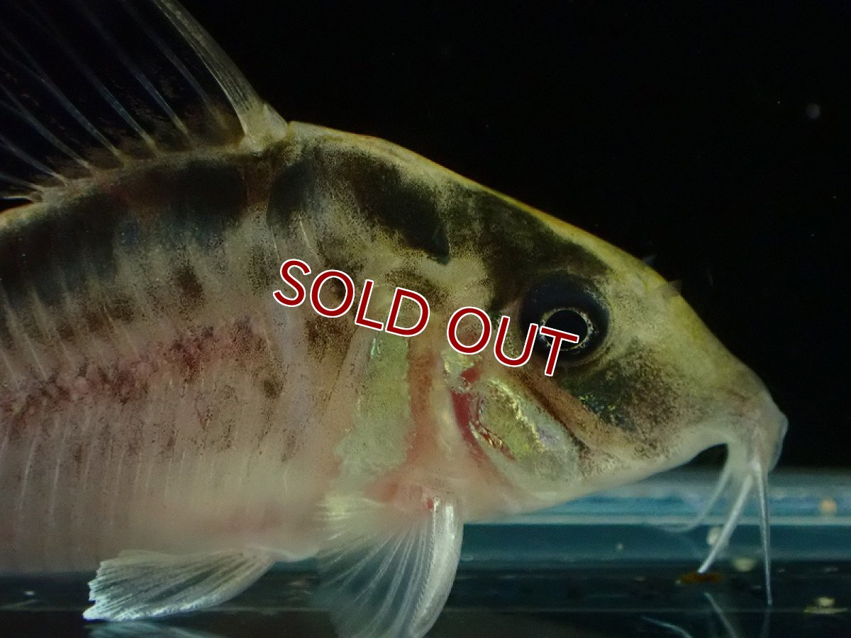 画像2: 【30%OFF対象商品30周年セール 淡水魚】【淡水魚】【通販】今回限定爆安 No3 コリドラス ロングノーズ エヴェリナエ ワイルド【個体販売】(±5.5cm)(コリドラス)(生体)(熱帯魚)NKCR (2)