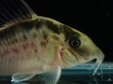 画像2: 【淡水魚】【通販】No3 コリドラス ロングノーズ エヴェリナエ ワイルド【個体販売】(±5.5cm)(コリドラス)(生体)(熱帯魚)NKCR (2)