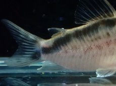 画像3: 【淡水魚】【通販】No3 コリドラス ロングノーズ エヴェリナエ ワイルド【個体販売】(±5.5cm)(コリドラス)(生体)(熱帯魚)NKCR (3)