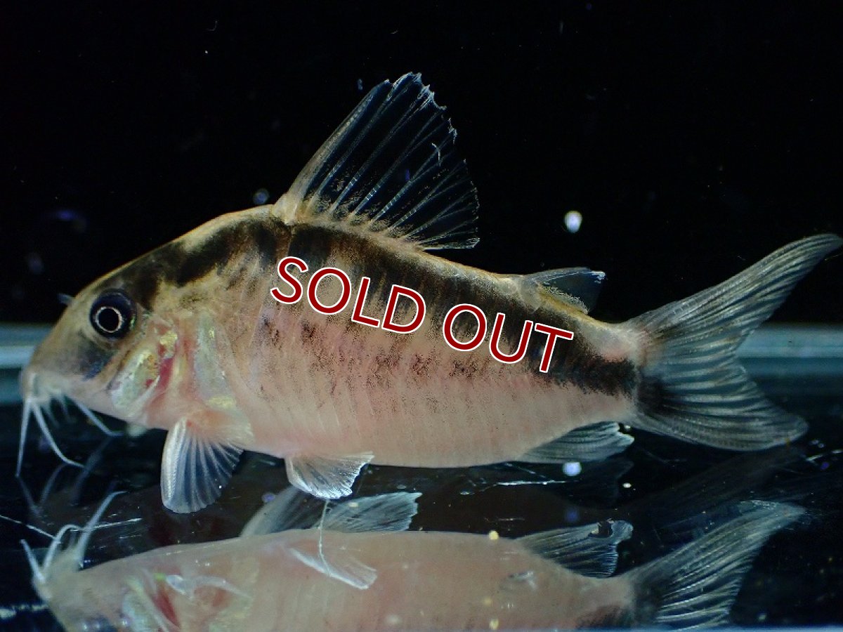 画像4: 【30%OFF対象商品30周年セール 淡水魚】【淡水魚】【通販】今回限定爆安 No3 コリドラス ロングノーズ エヴェリナエ ワイルド【個体販売】(±5.5cm)(コリドラス)(生体)(熱帯魚)NKCR (4)