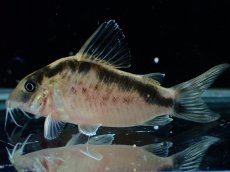 画像4: 【淡水魚】【通販】No3 コリドラス ロングノーズ エヴェリナエ ワイルド【個体販売】(±5.5cm)(コリドラス)(生体)(熱帯魚)NKCR (4)