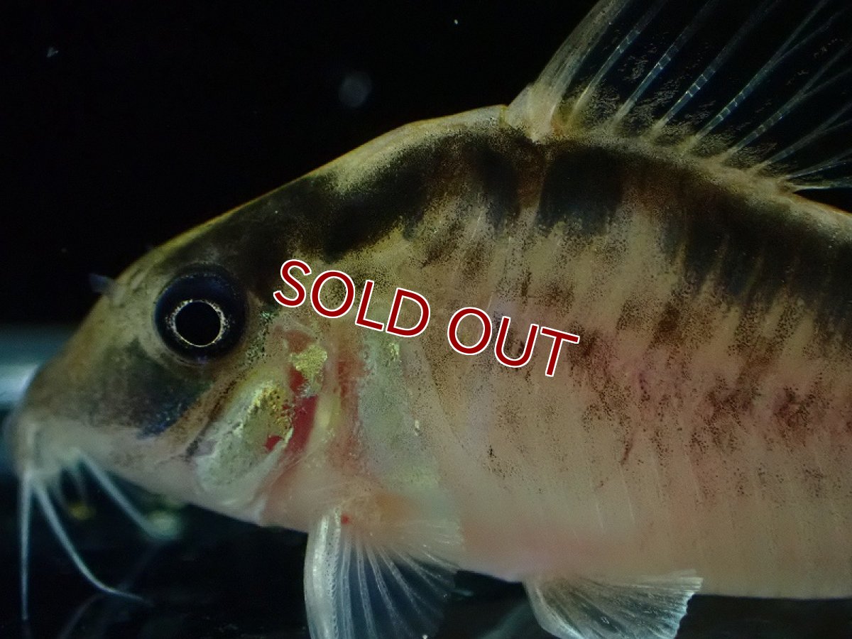画像5: 【30%OFF対象商品30周年セール 淡水魚】【淡水魚】【通販】今回限定爆安 No3 コリドラス ロングノーズ エヴェリナエ ワイルド【個体販売】(±5.5cm)(コリドラス)(生体)(熱帯魚)NKCR (5)